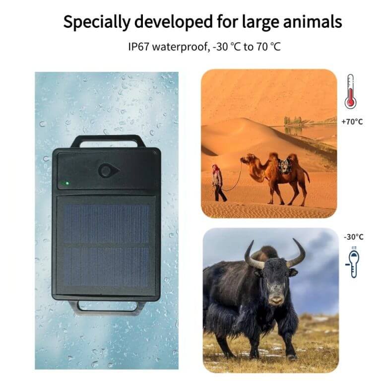 Cattle and sheep GPS